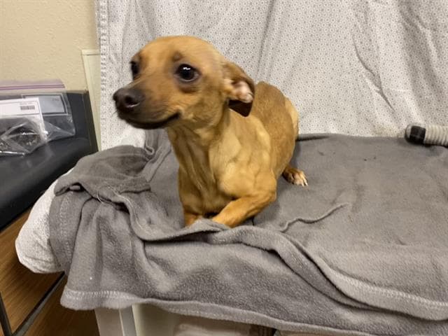 Clary - Chihuahua