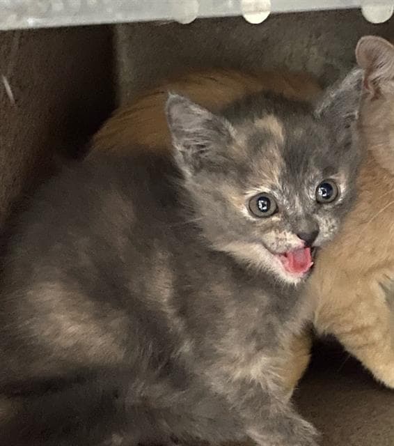 Sarabi - Domestic Short Hair