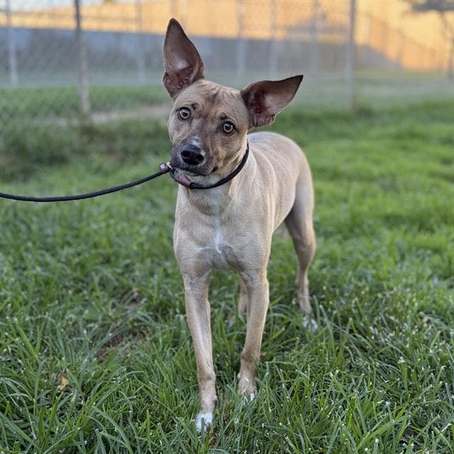 Honey - Rat Terrier