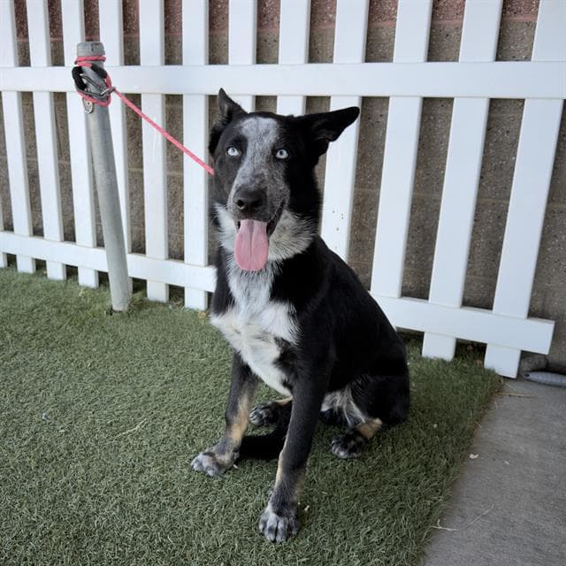 Blue - Border Collie