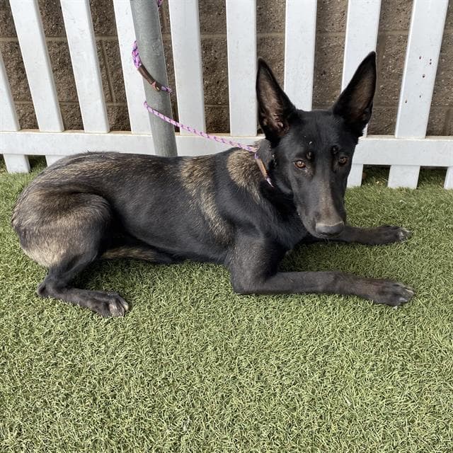 Unknown - Belgian Shepherd Malinois