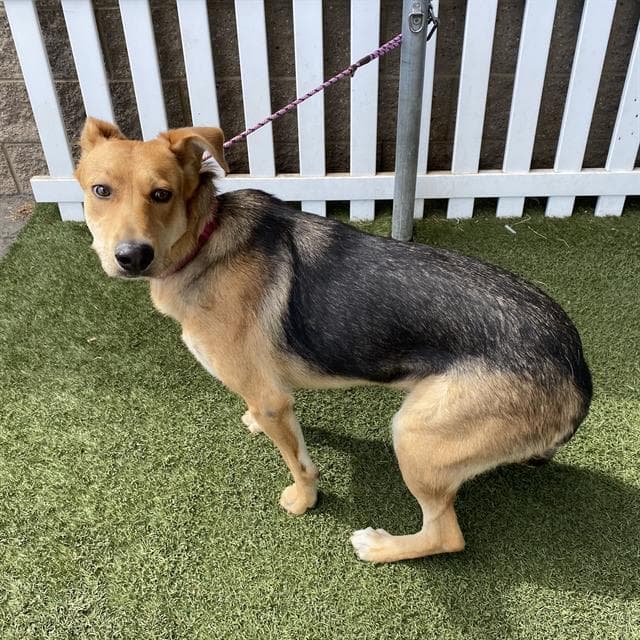 Unknown - German Shepherd Dog
