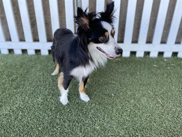 Bruno - Border Collie