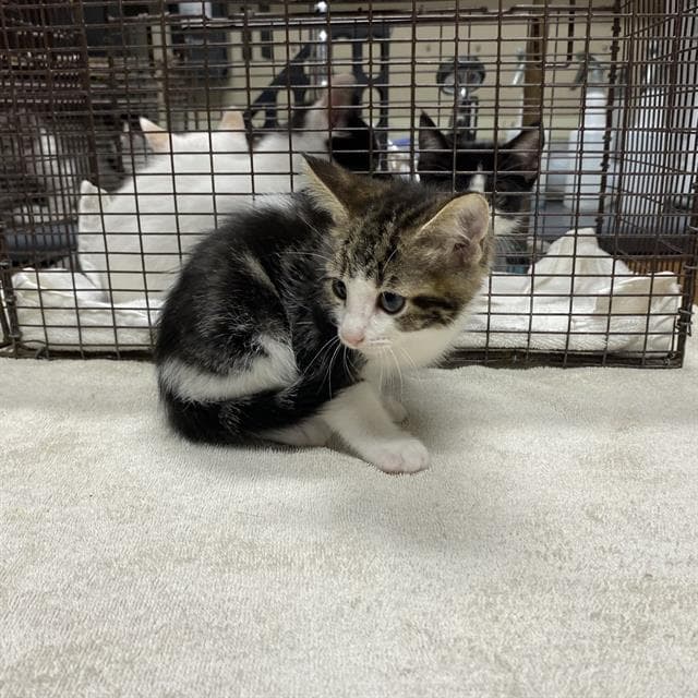 Unknown - Domestic Short Hair