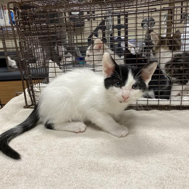 Unknown - Domestic Medium Hair