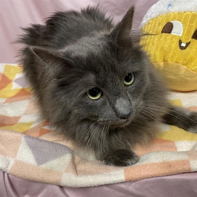 Horton - Domestic Long Hair