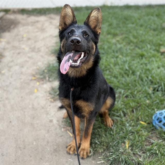 Unknown - German Shepherd Dog