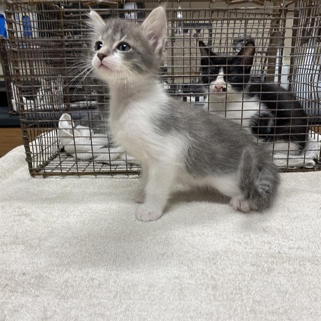 Unknown - Domestic Short Hair