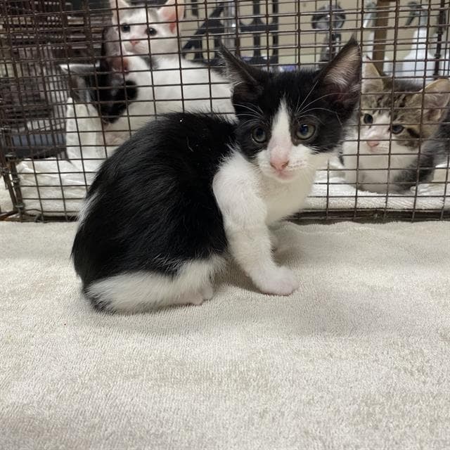 Unknown - Domestic Medium Hair