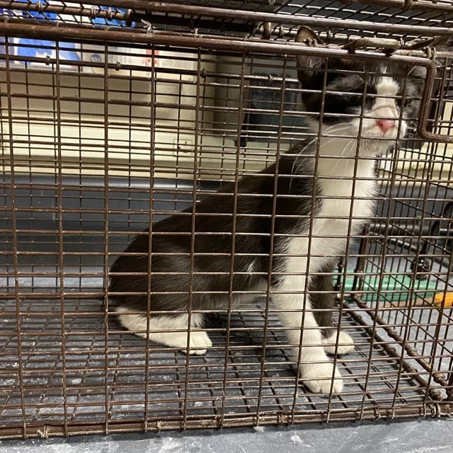 Unknown - Domestic Short Hair