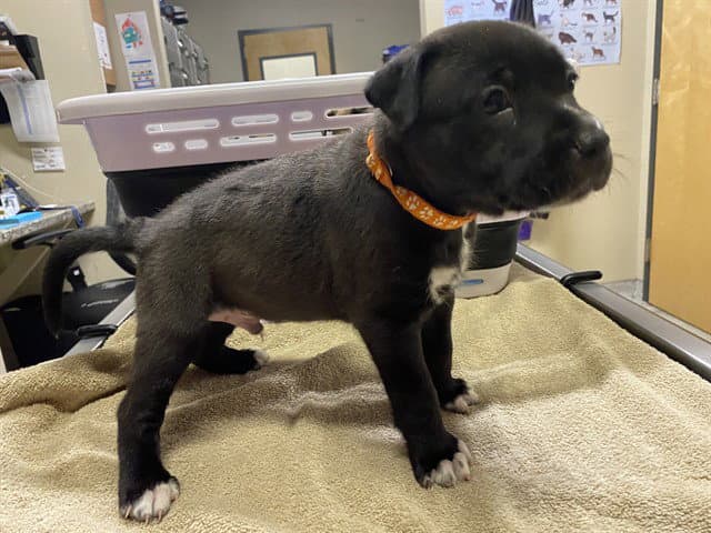 Ozzie - Staffordshire Bull Terrier