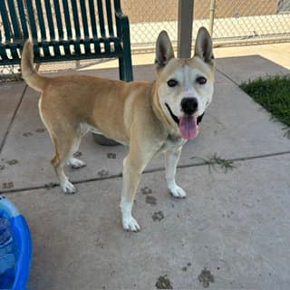 Felicia - Carolina Dog