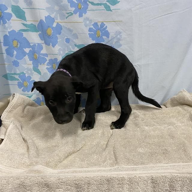 Unknown - Staffordshire Bull Terrier