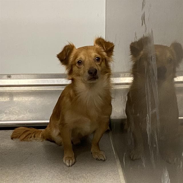 Baby - Chihuahua