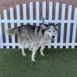 Bubba image 1