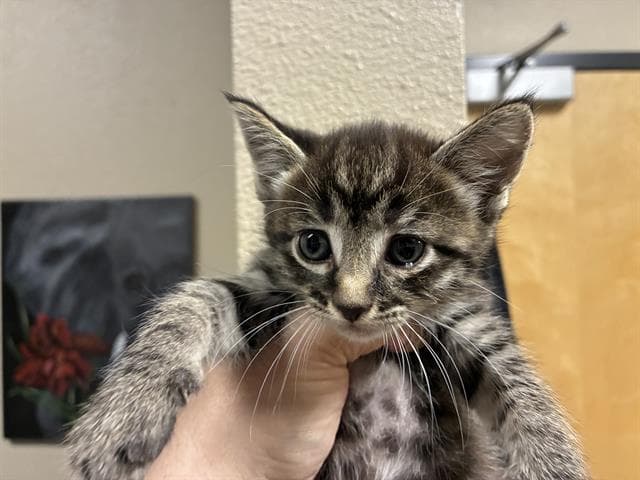 Unknown - Domestic Short Hair