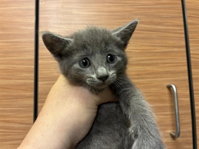Unknown - Domestic Short Hair
