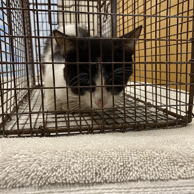 Unknown - Domestic Short Hair