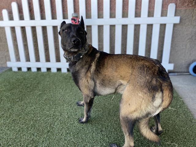 Unknown - Belgian Shepherd Malinois