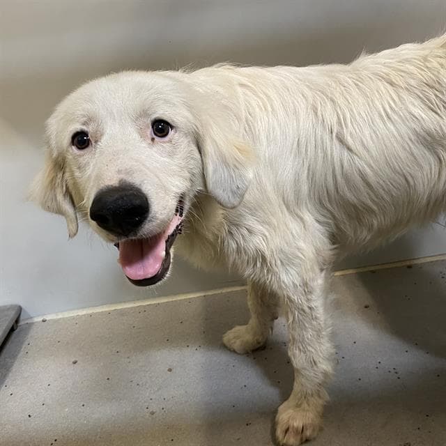 Unknown - Great Pyrenees