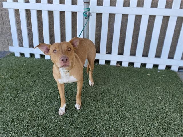 Unknown - Staffordshire Bull Terrier