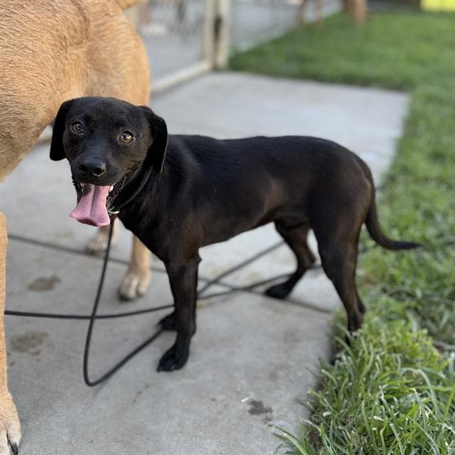 Smeagol - Labrador Retriever