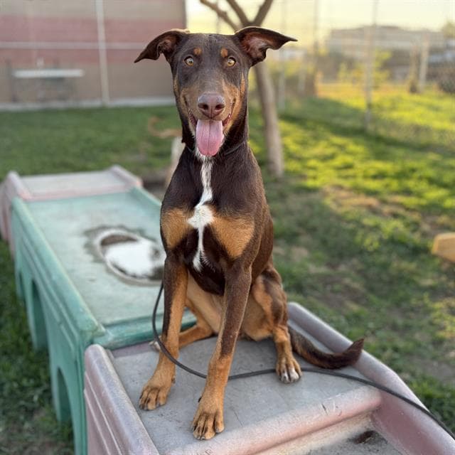 Dove - Doberman Pinscher