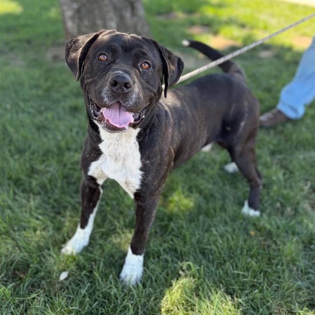 Raj - Pit Bull Terrier