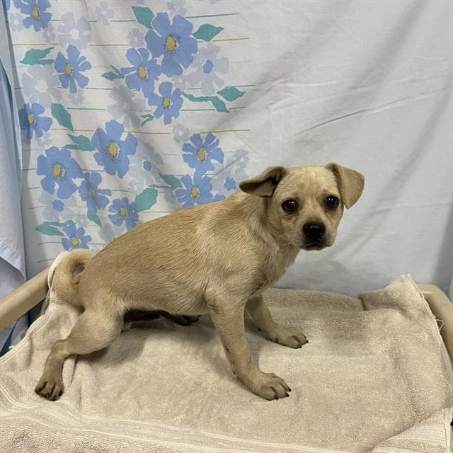 Unknown - Chihuahua