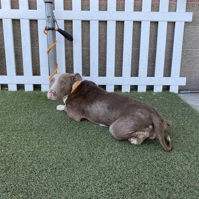 Unknown - Pit Bull Terrier