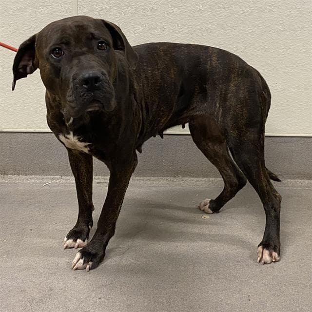 Unknown - Cane Corso Mastiff