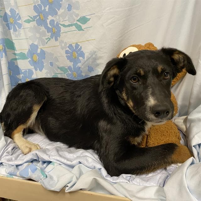 Unknown - German Shepherd Dog