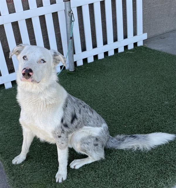 Sky - Australian Shepherd