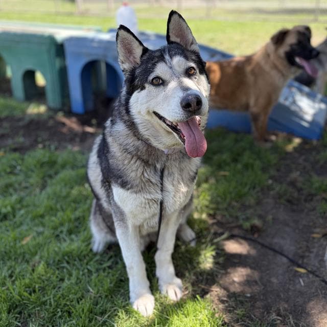 Triste - Siberian Husky