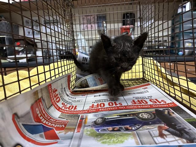 Unknown - Domestic Short Hair