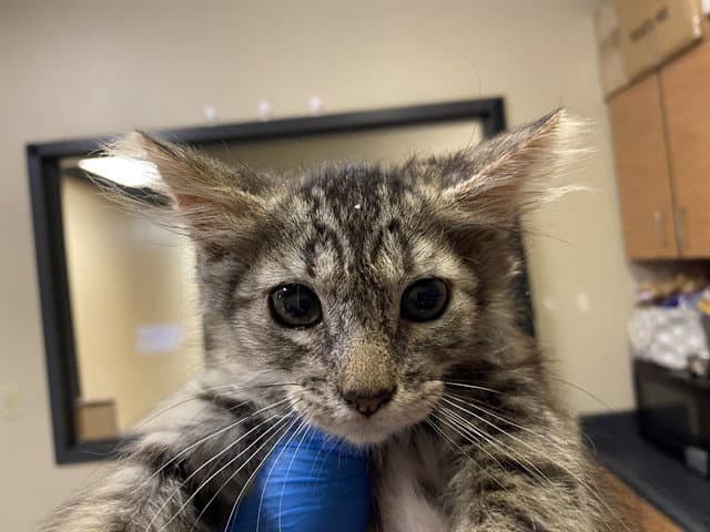 Unknown - Domestic Medium Hair