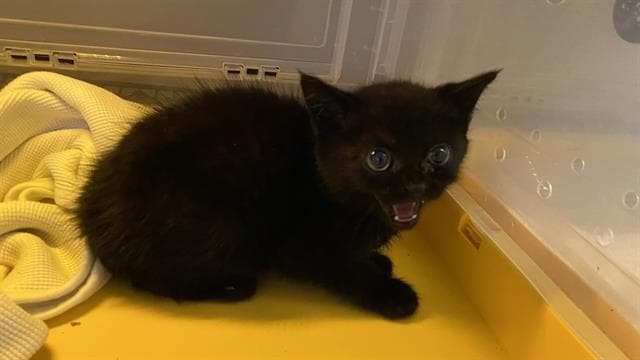 Jasper - Domestic Medium Hair