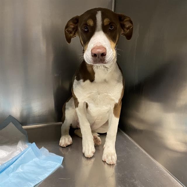 Unknown - Jack Russell Terrier (Parson Russell Terrier)