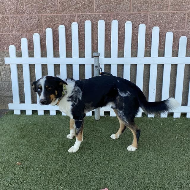 Unknown - Australian Shepherd