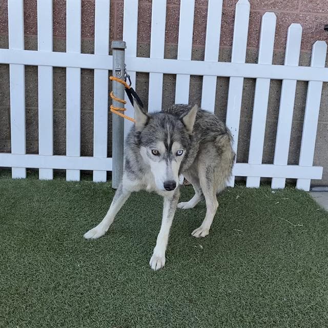Unknown - Siberian Husky