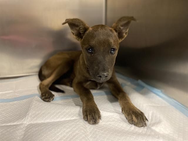 Unknown - Belgian Shepherd Malinois
