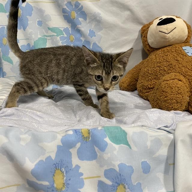 Petunia - Domestic Short Hair