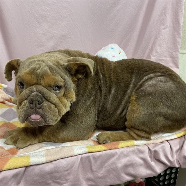 Unknown - English Bulldog