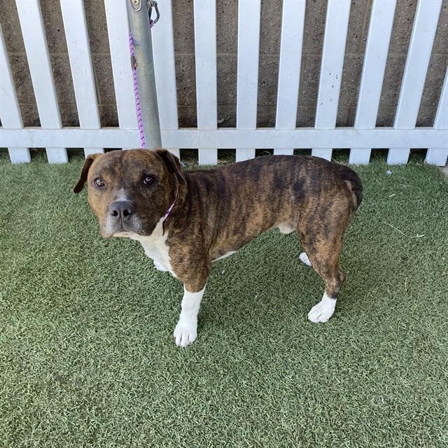 Unknown - Pit Bull Terrier