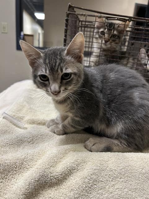 Roxy - Domestic Short Hair