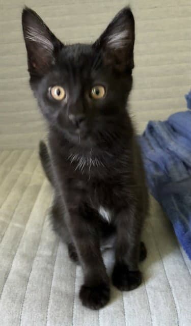 Oakley - Domestic Medium Hair