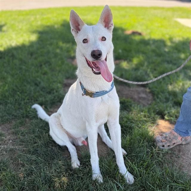 Yakko - Husky