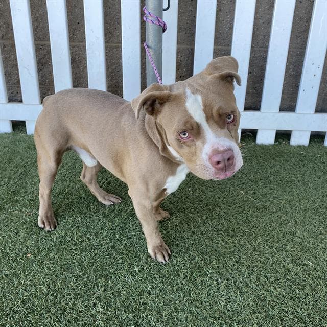 Chopper - Staffordshire Bull Terrier
