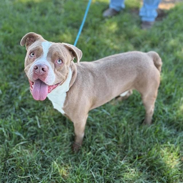 Chopper - Staffordshire Bull Terrier