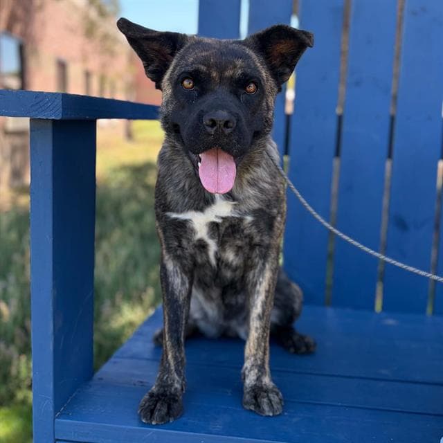 Unknown - Dutch Shepherd